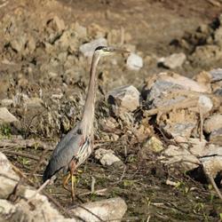 Heron Walks 